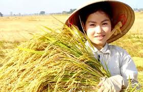 Gạo Việt Nam tiếp tục đắt lên, giá gạo Thái đi xuống